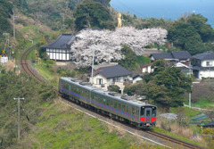 大宝寺の桜と普通列車