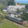 大宝寺の桜と普通列車