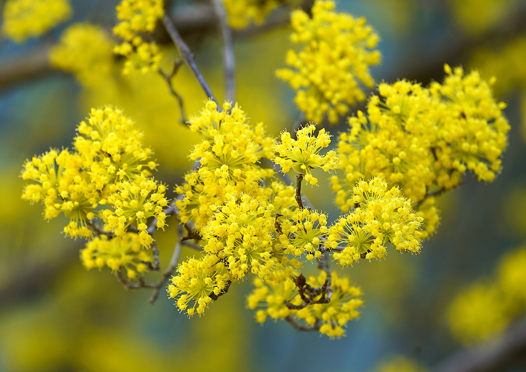 サンシュユの花