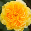 Yellow Rose