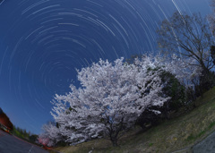 月夜の桜と巡る北斗七星