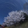 月夜の桜と巡る北斗七星