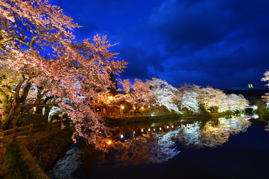 鹿野城の夜桜