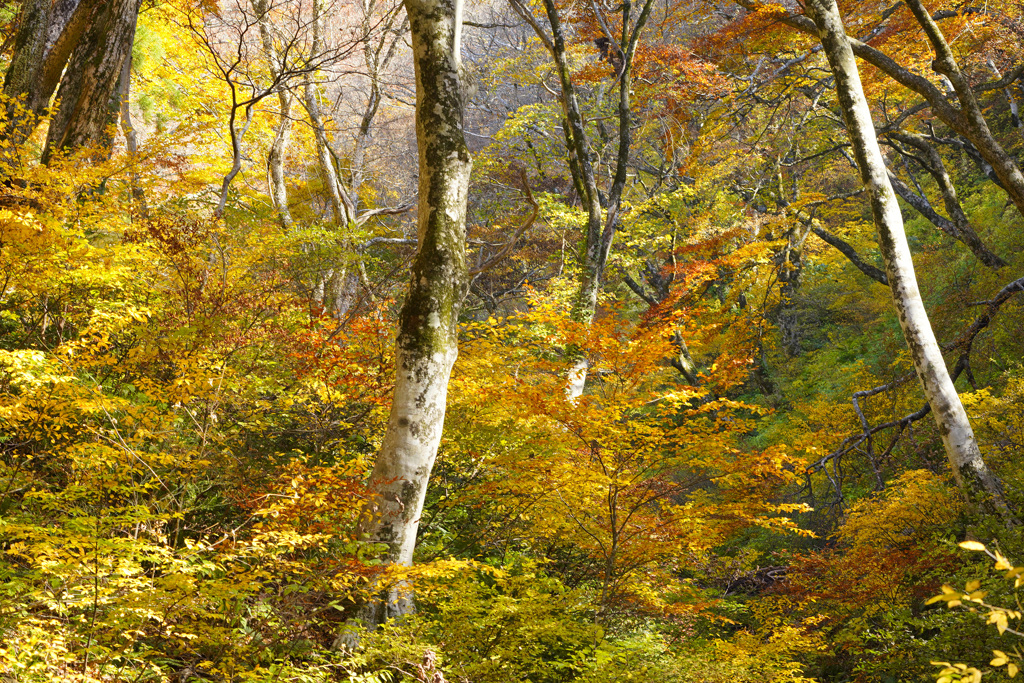 2023.11.3 大山紅葉