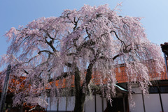 極楽寺のしだれ桜