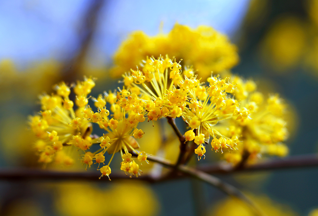 サンシュユの花