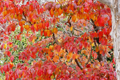 秋の倉吉未来中心