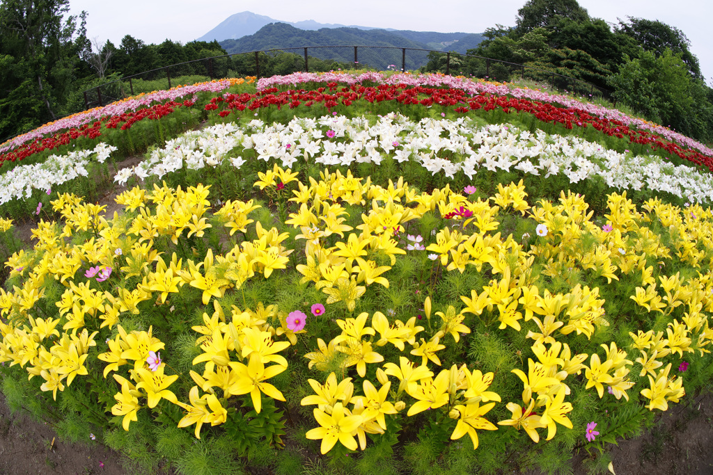 ゆりまつり 秘密の花園