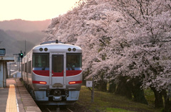 大岩駅の桜と特急はまかぜ
