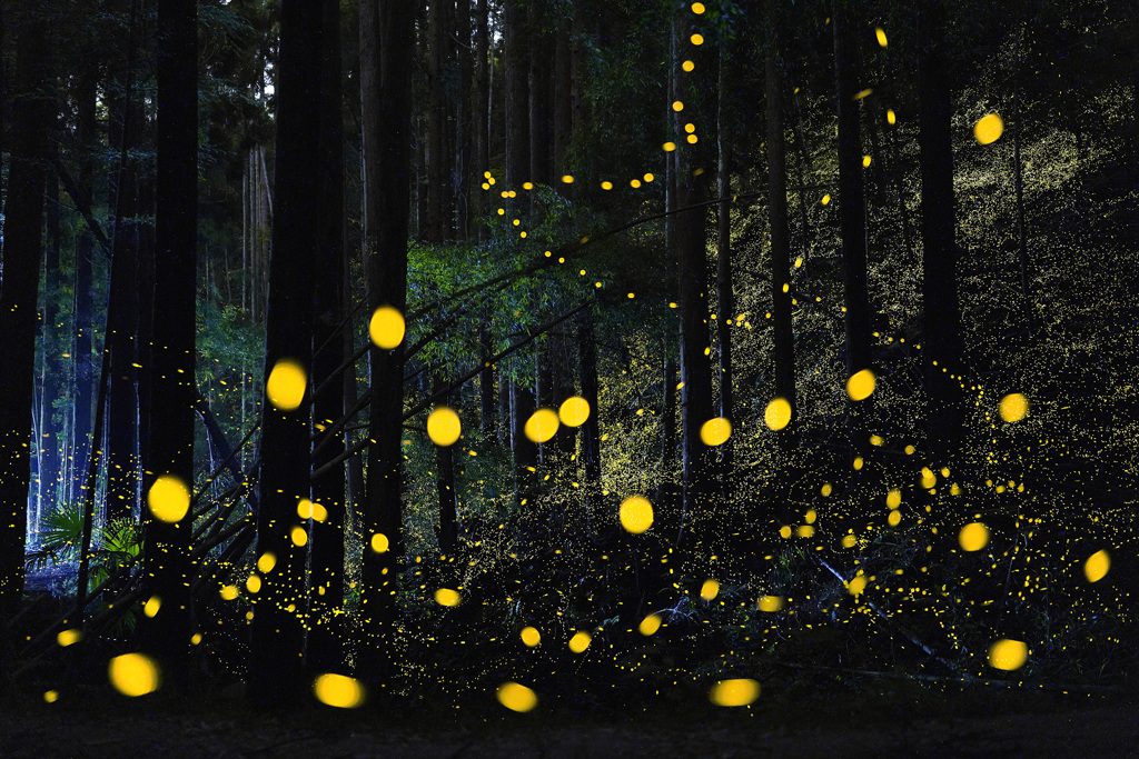ヒメボタルの森