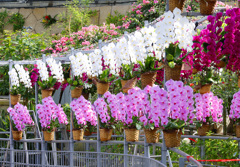 とっとり花回廊