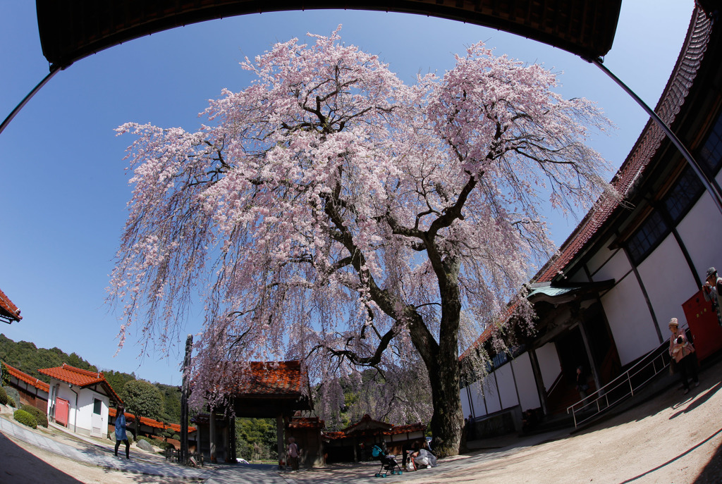 極楽寺のしだれ桜