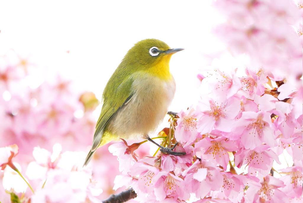 サクジロー