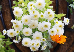 フランス小菊