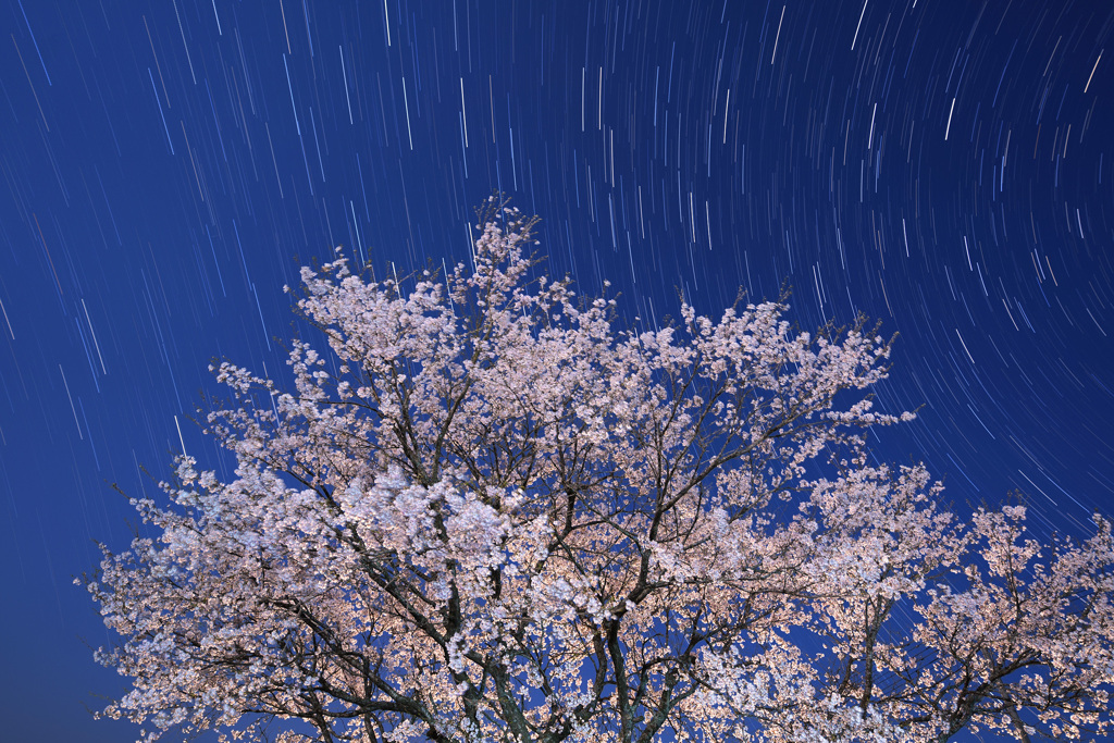 月夜の桜