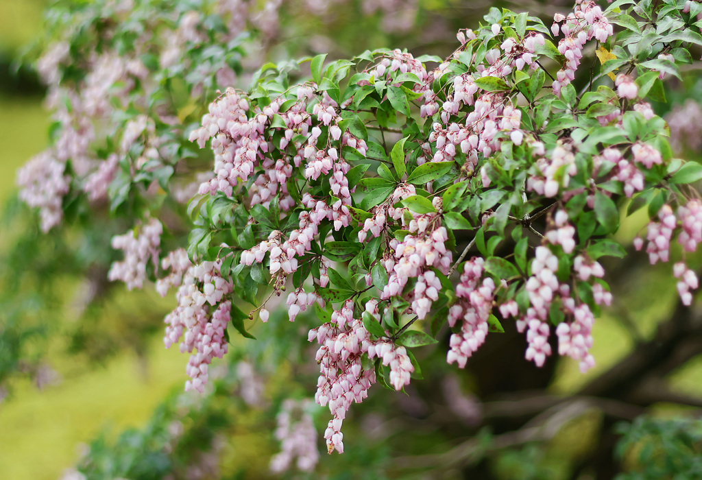 アセビの森