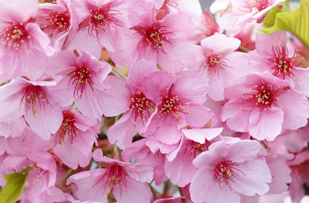 寒緋桜 カンヒザクラ