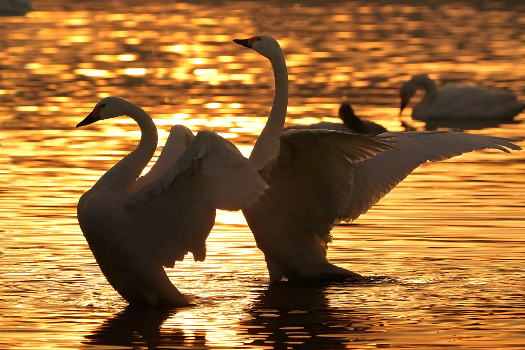 Golden Time