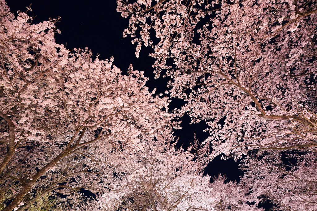 大山町豊房の桜