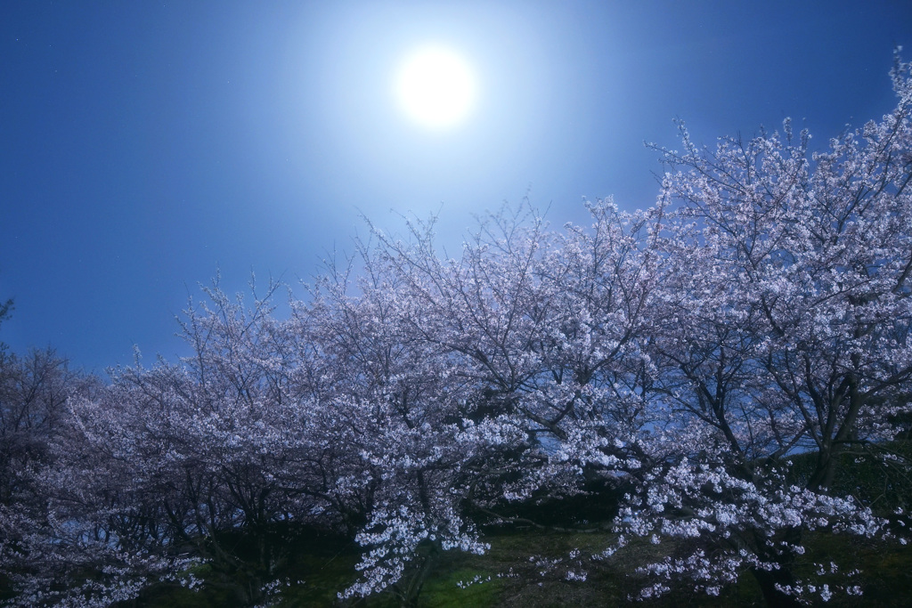 月夜の桜