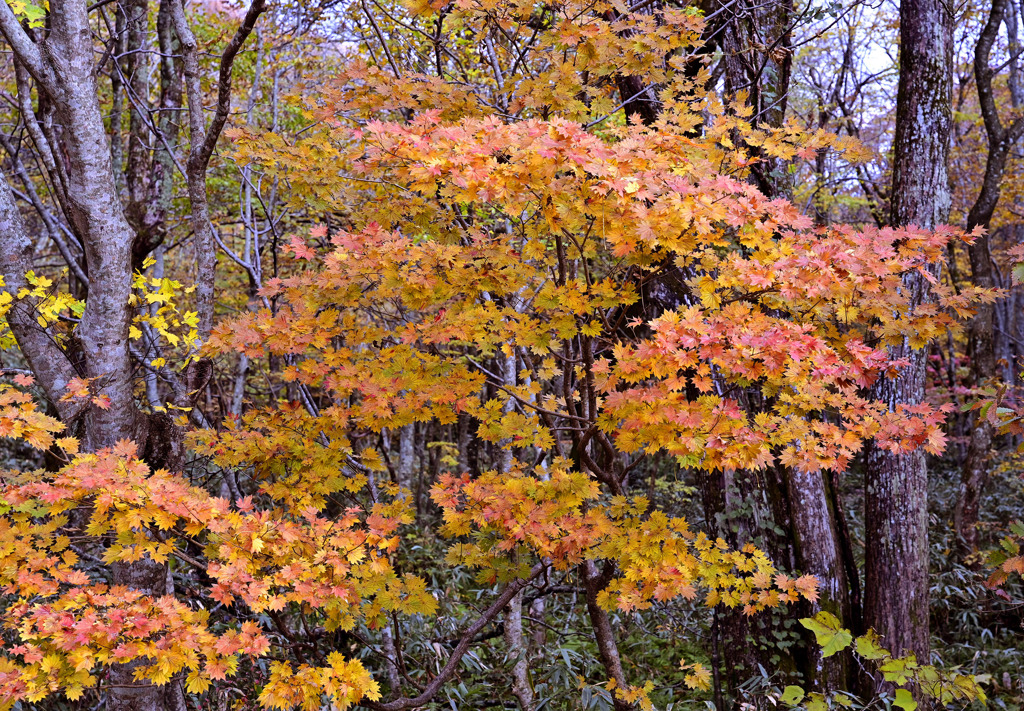 大山紅葉