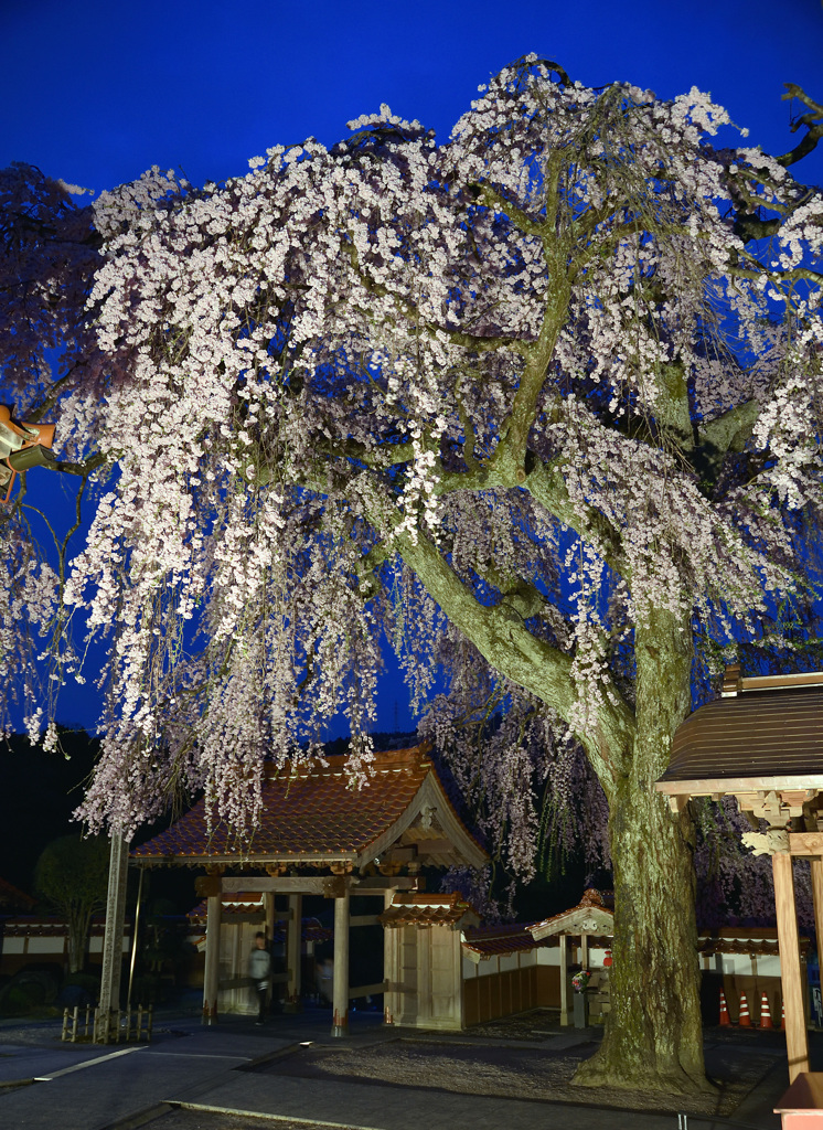 極楽寺のしだれ桜