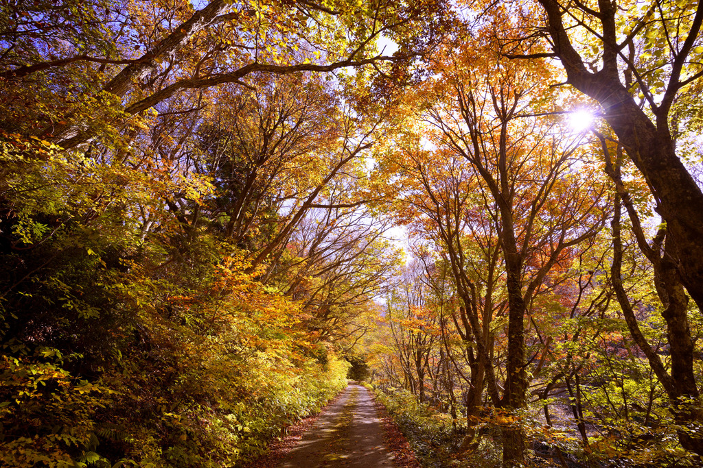 紅葉の林道