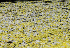 黄色の池泉牡丹