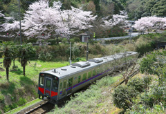 佐美の桜と とっとりライナー