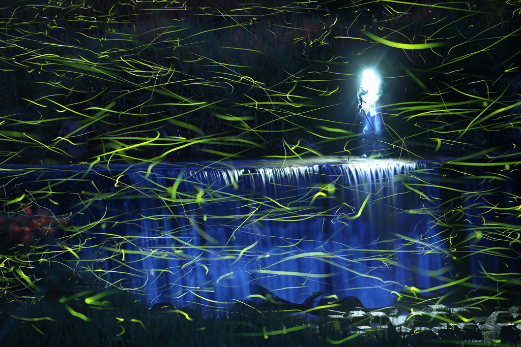 ゲンジの舞いとカメラマン