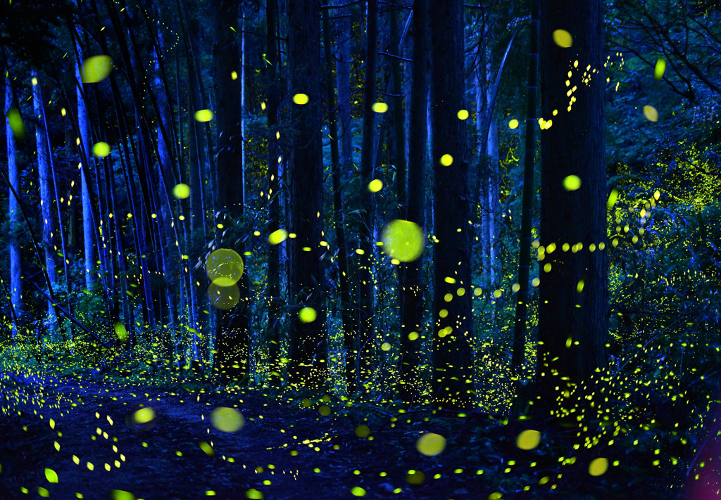 林道に舞う妖精