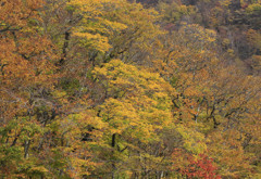 晩秋の大山山麓