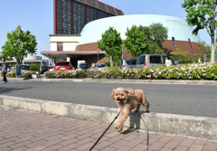 モカちゃんの散歩道