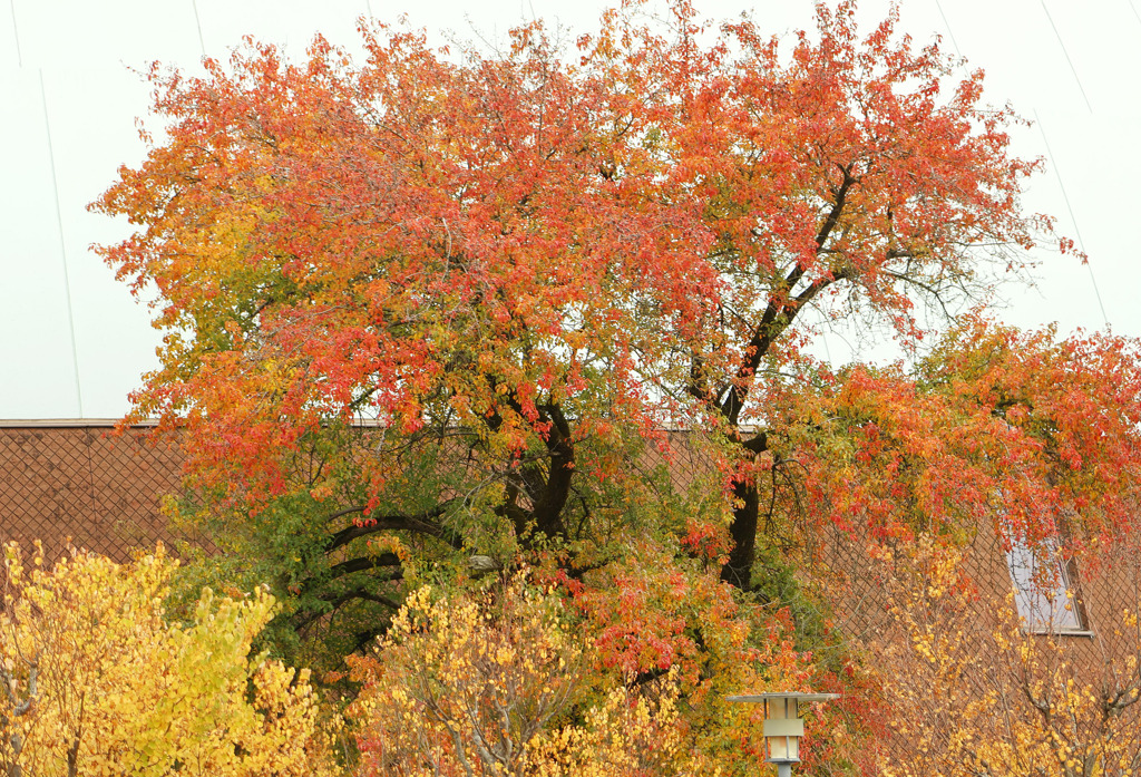秋の倉吉未来中心