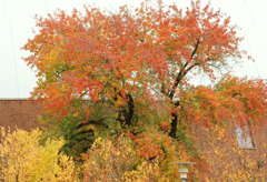 秋の倉吉未来中心