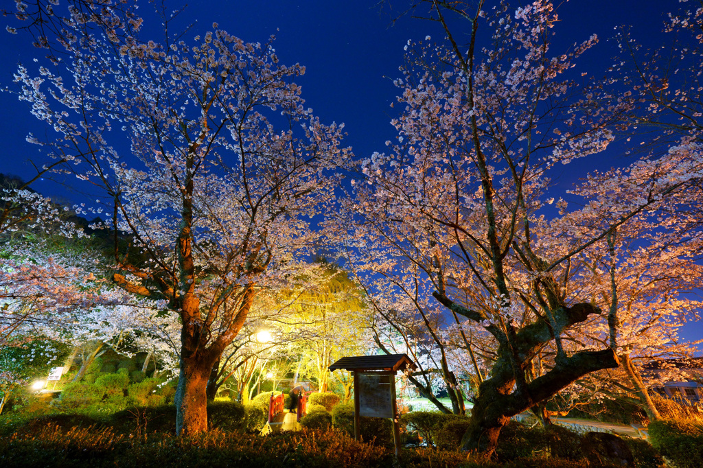 打吹公園夜桜