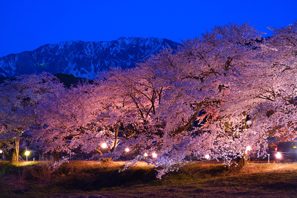 大山と豊房の桜