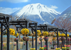 とっとり花回廊と大山