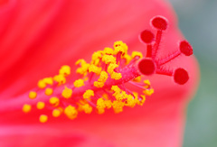 ハイビスカスの花蘂