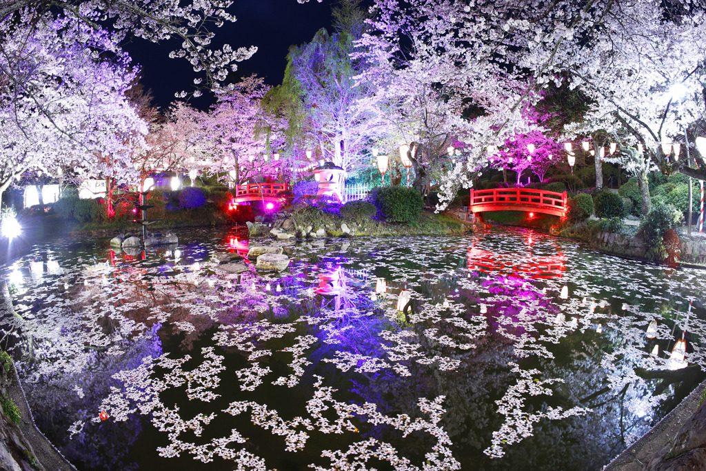 打吹公園夜桜