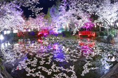 打吹公園夜桜