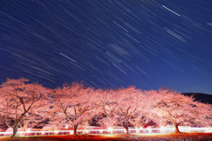 豊房の桜と沈むオリオン座