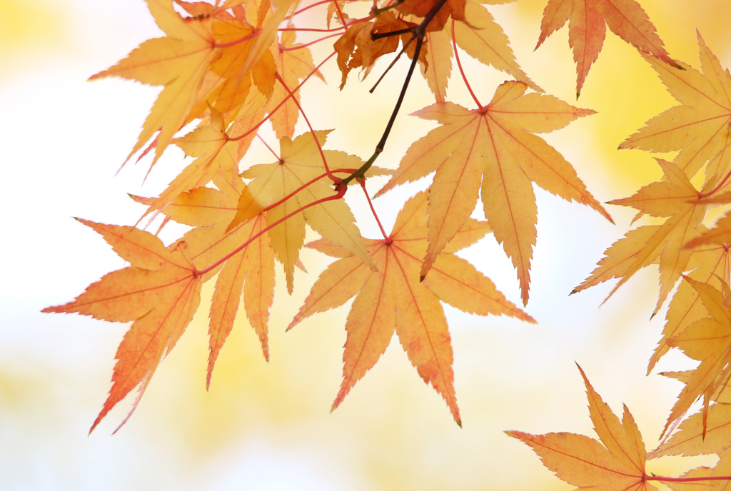 秋彩