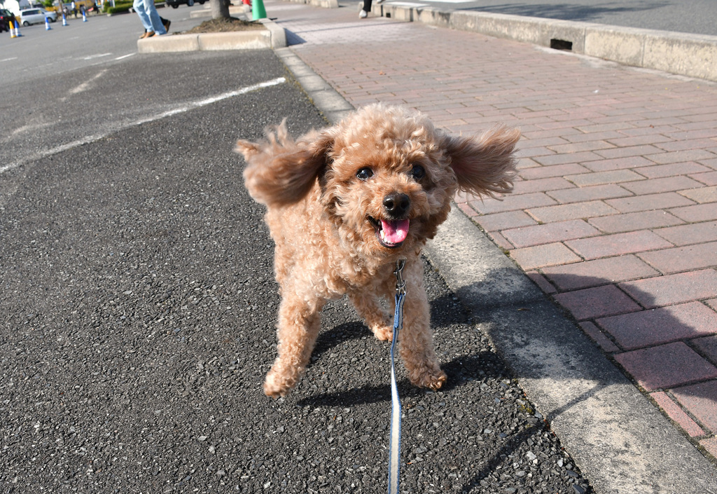 お散歩お散歩うれしいな～