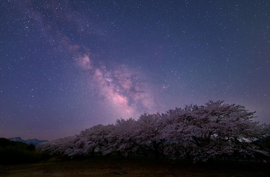 昇る天の川と豊房の桜