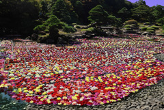 池泉天竺牡丹 池泉天竺牡丹