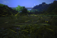 せせらぎ公園の夜