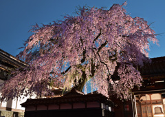 極楽寺のしだれ桜