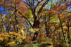 錦秋の大山