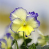 とっとり花回廊